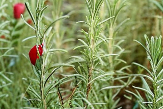 Ingauno Rosemary Live Plant | Salvia rosmarinus 'Ingauno' | Fragrant Culinary Herb Evergreen Perennial