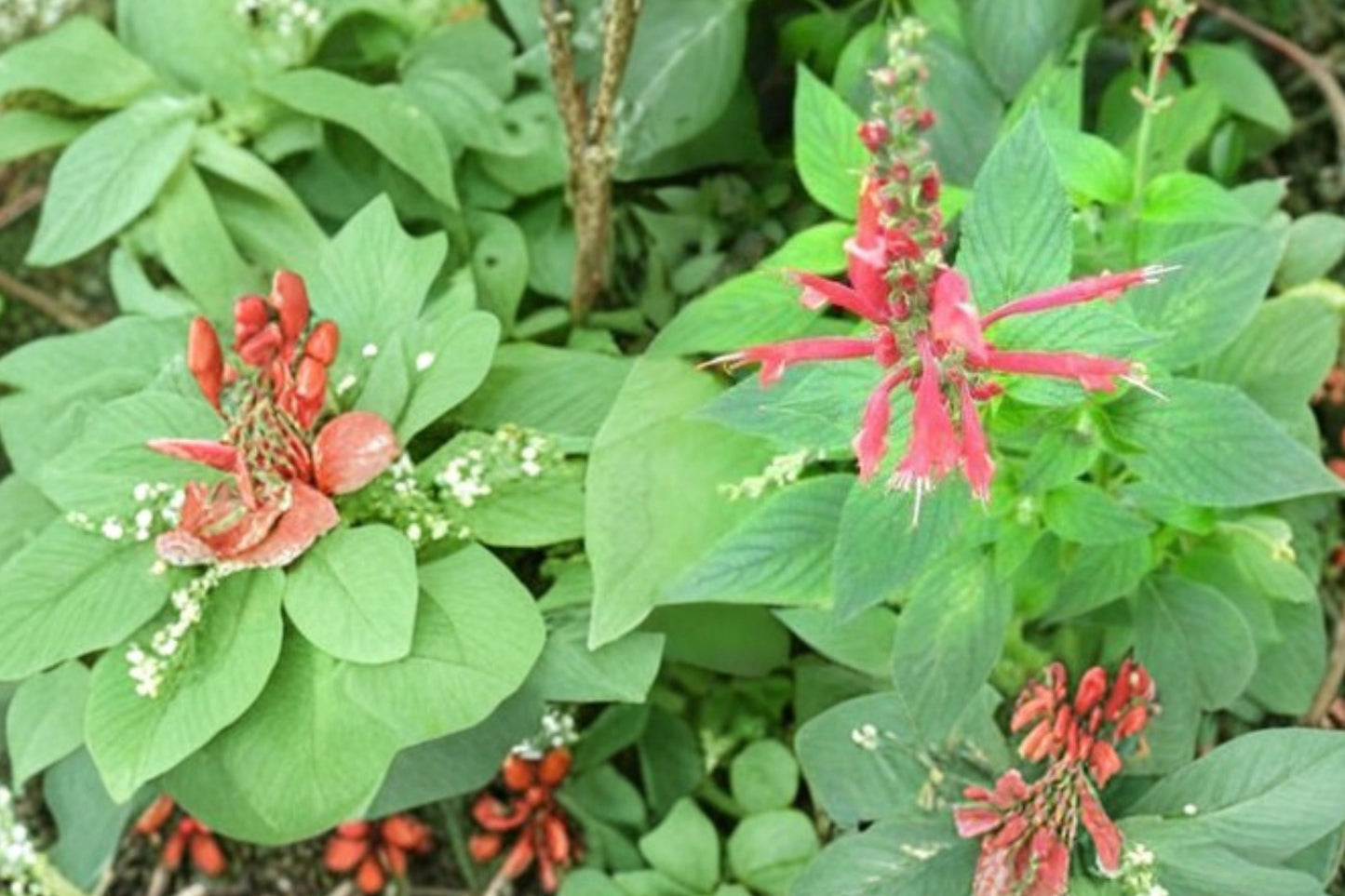 Frieda Dixon Pineapple Sage Live Plant | Salvia elegans 'Frieda Dixon' | Pink Blooms Fragrant Pollinator Herb