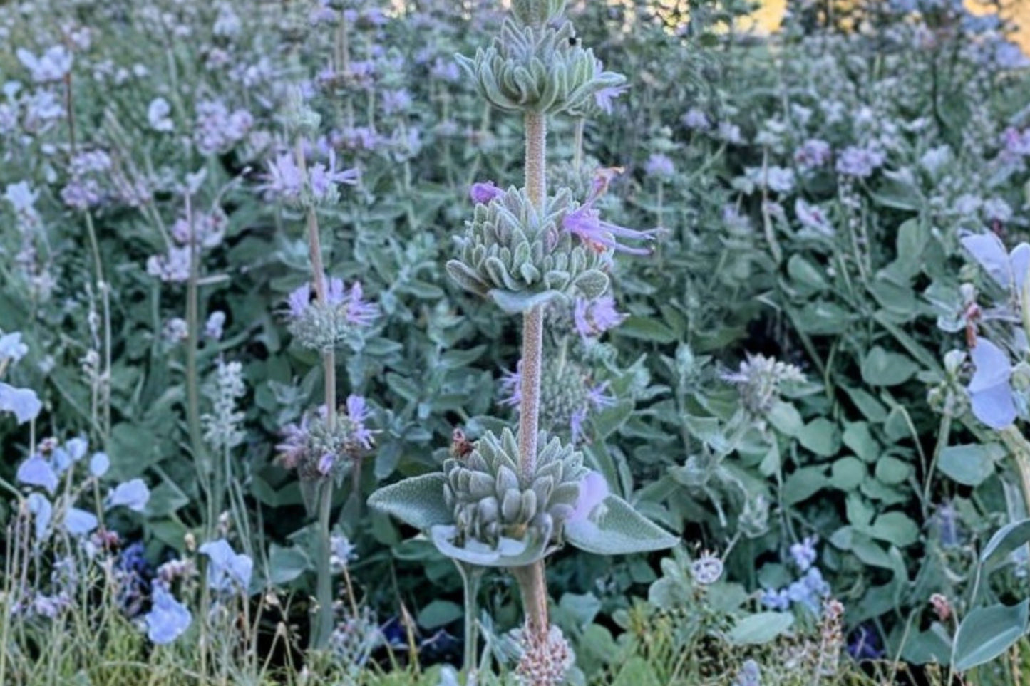 Purple Sage Live Plant | Salvia leucophylla | California Native Pollinator Drought Tolerant Perennial