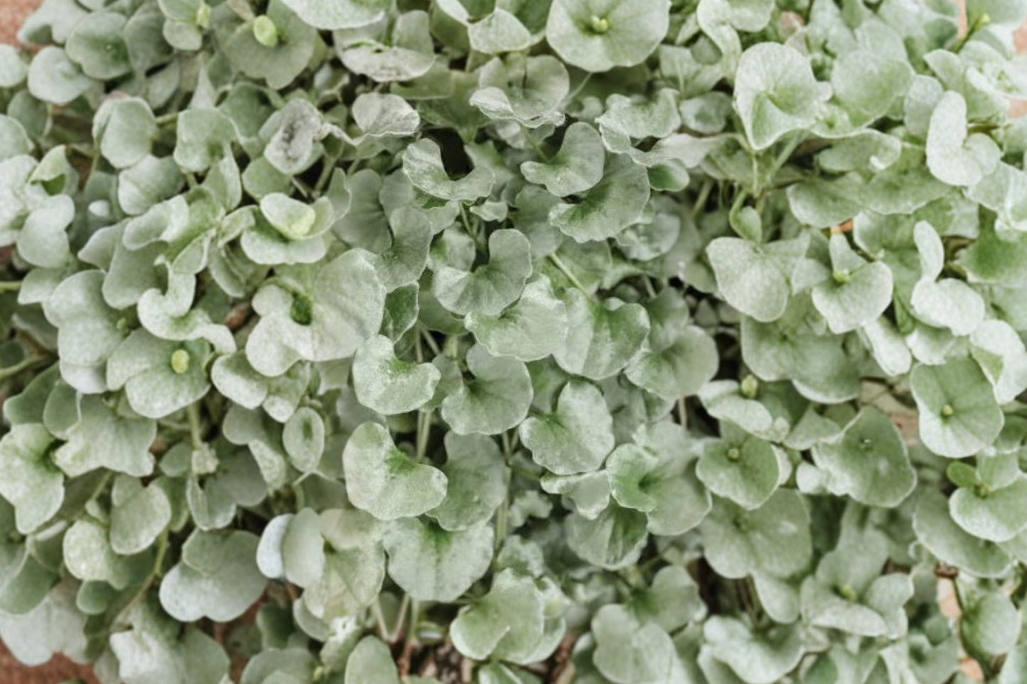 Silver Falls Dichondra Live Plant | Dichondra argentea 'Silver Falls' | Silver Trailing Vine Hanging Basket Plant
