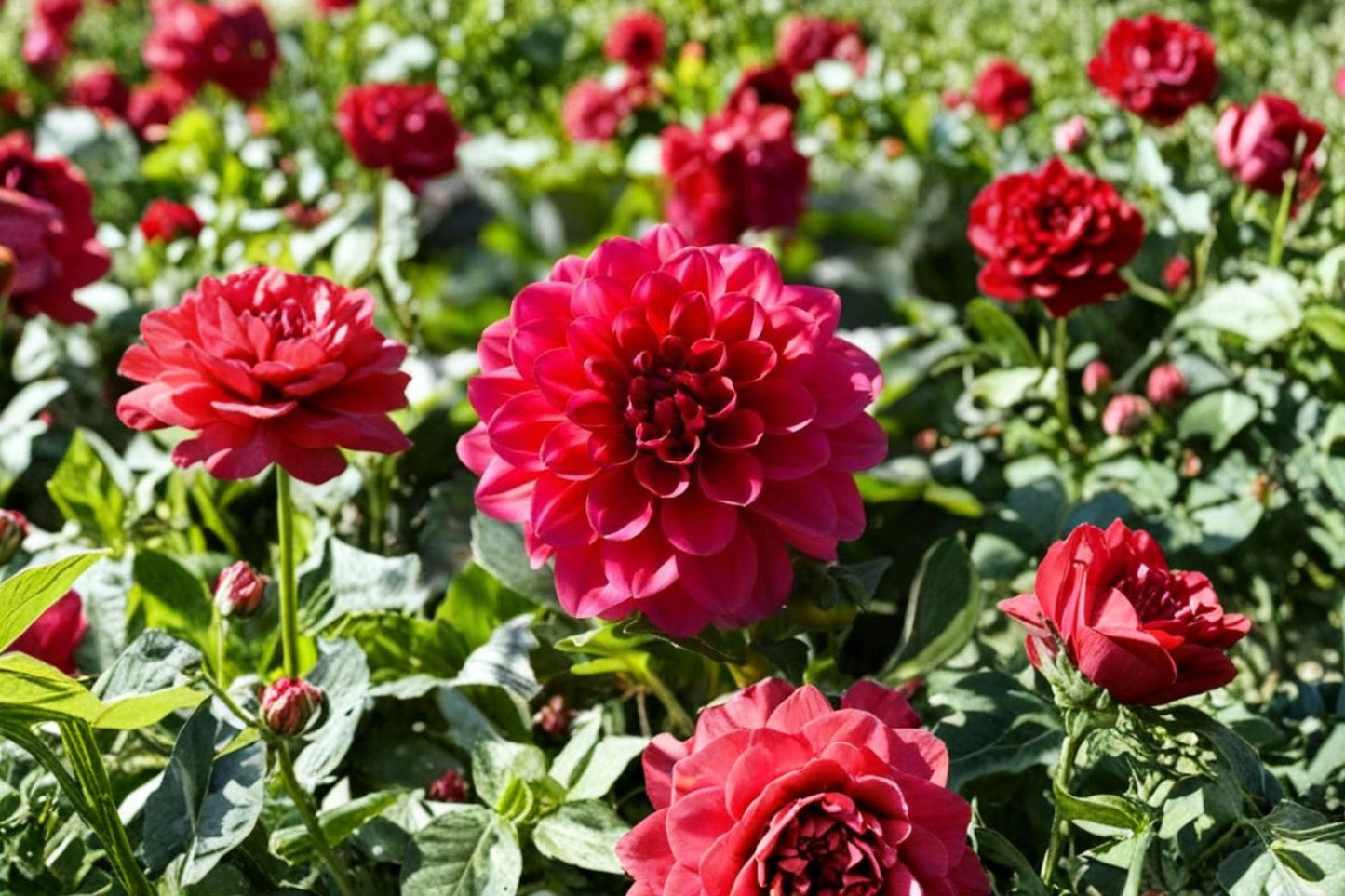 Novation Red Dahlia Live Plant | Dahlia 'Novation Red' | Bright Red Blooms Pollinator Flower