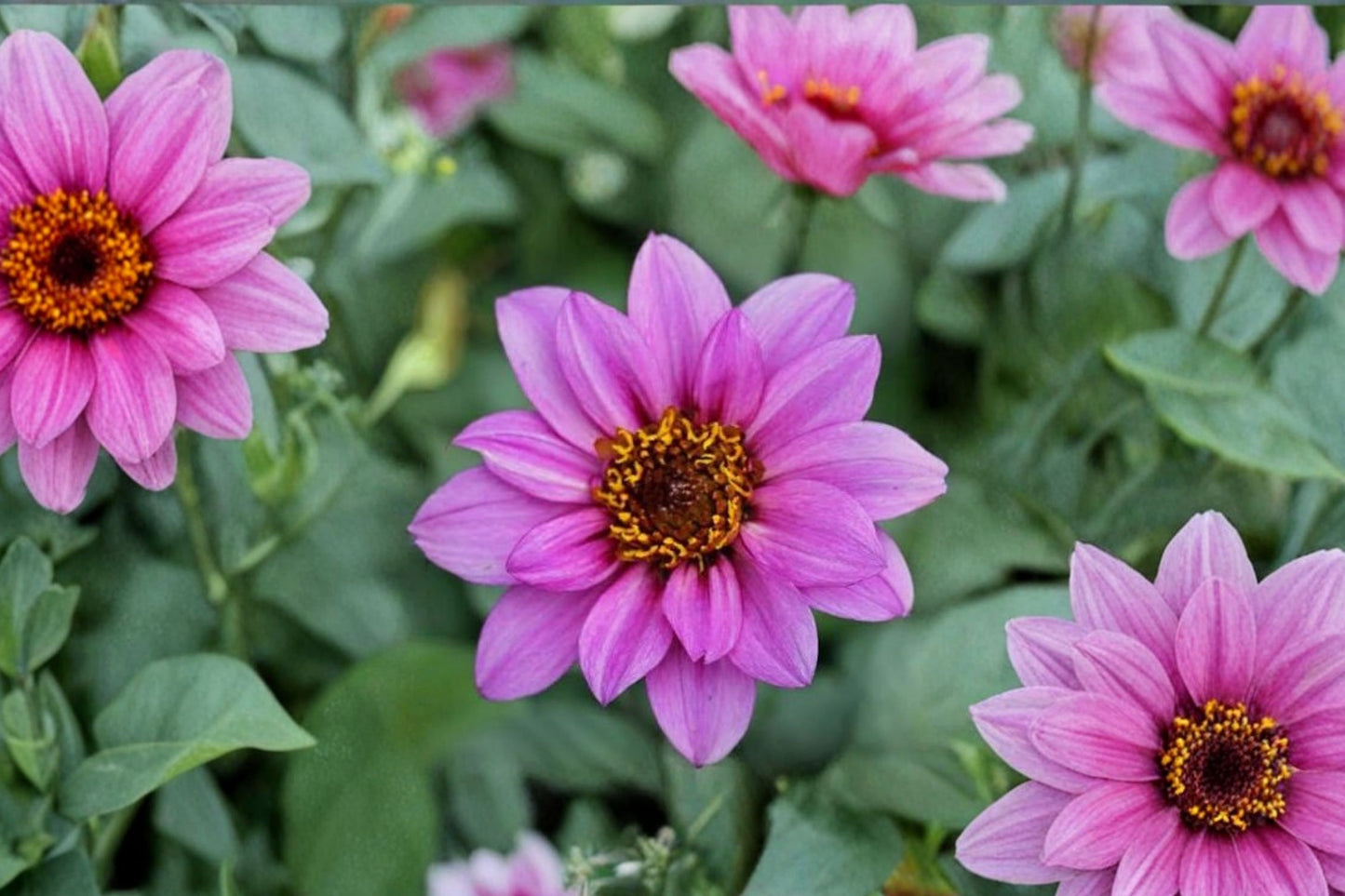 Temptation Purple Lavender Dahlia Live Plant | Dahlia 'Temptation Purple Lavender' | Pollinator Flower