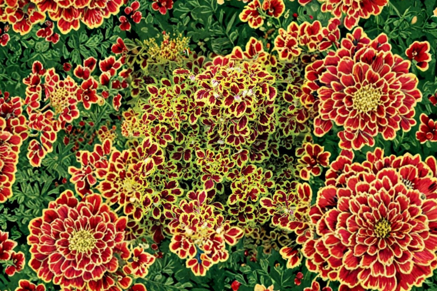 Tidbits Tammy Coleus Live Plant | Coleus scutellarioides 'Tidbits Tammy' | Colorful Shade Foliage Plant