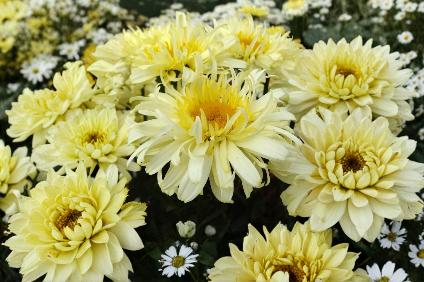 Realflor® Real Winner Shasta Daisy Live Plant | Leucanthemum 'Real Winner' | White Pollinator Perennial