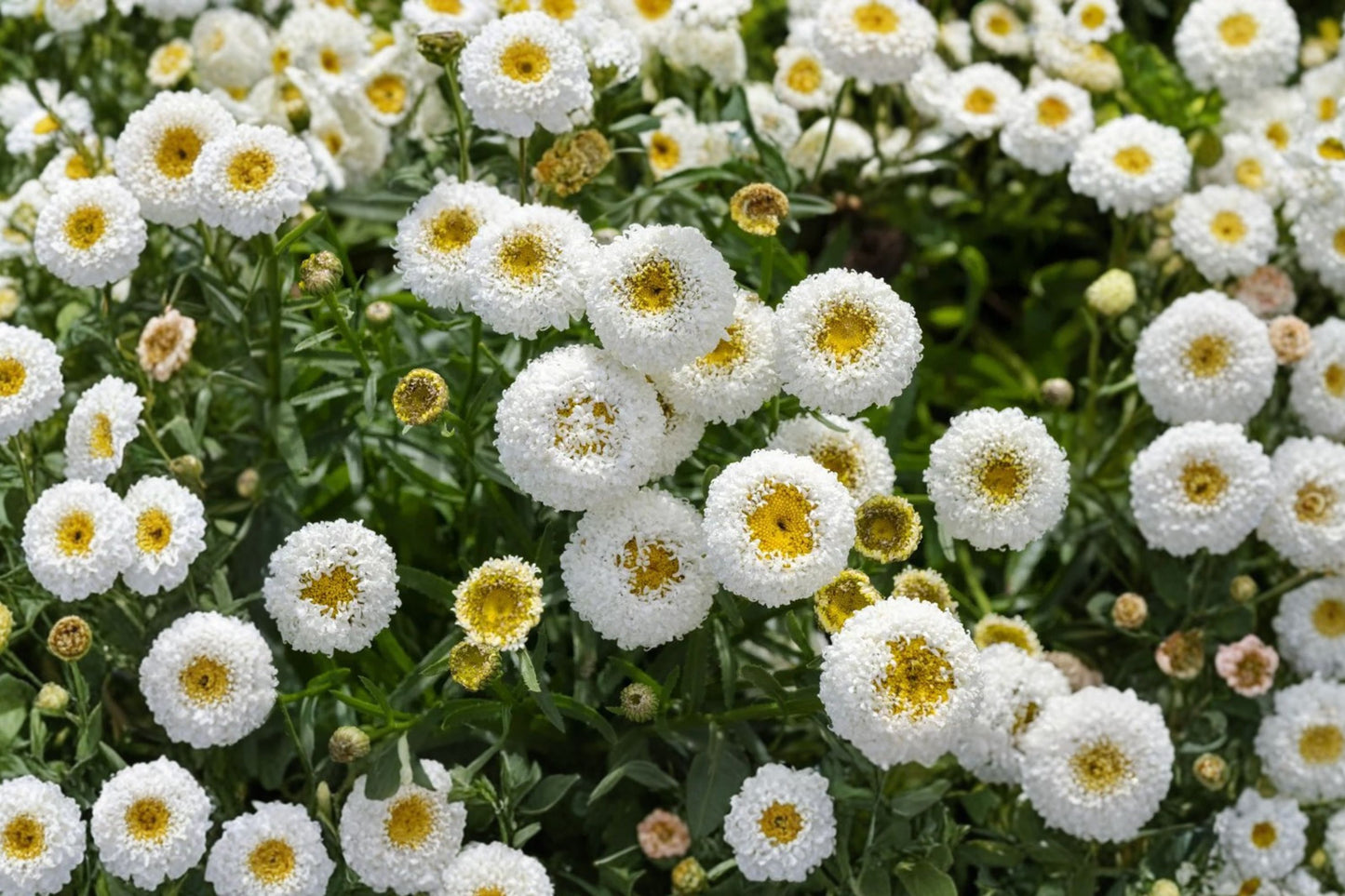 Realflor® Real Tiny Bubbles Shasta Daisy Live Plant | Leucanthemum 'Real Tiny Bubbles' | White Pollinator Perennial