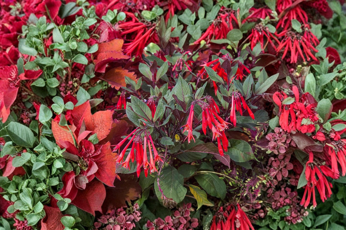 Gartenmeister Fuchsia Live Plant | Fuchsia 'Gartenmeister Bonstedt' | Orange Red Hummingbird Flower