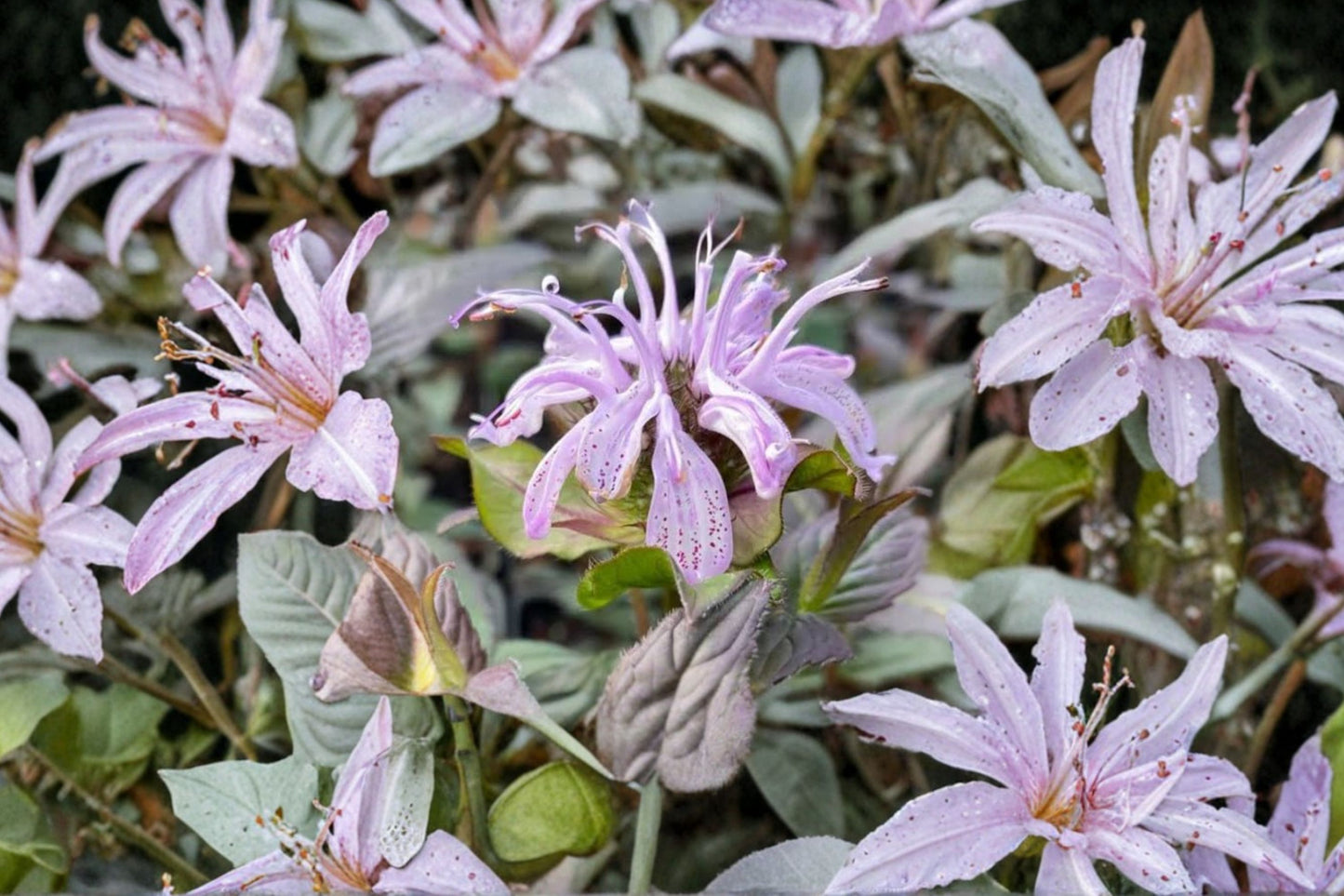 Midnight Oil Beebalm Live Plant | Monarda bradburiana 'Midnight Oil' | Native Pollinator Perennial Purple Blooms