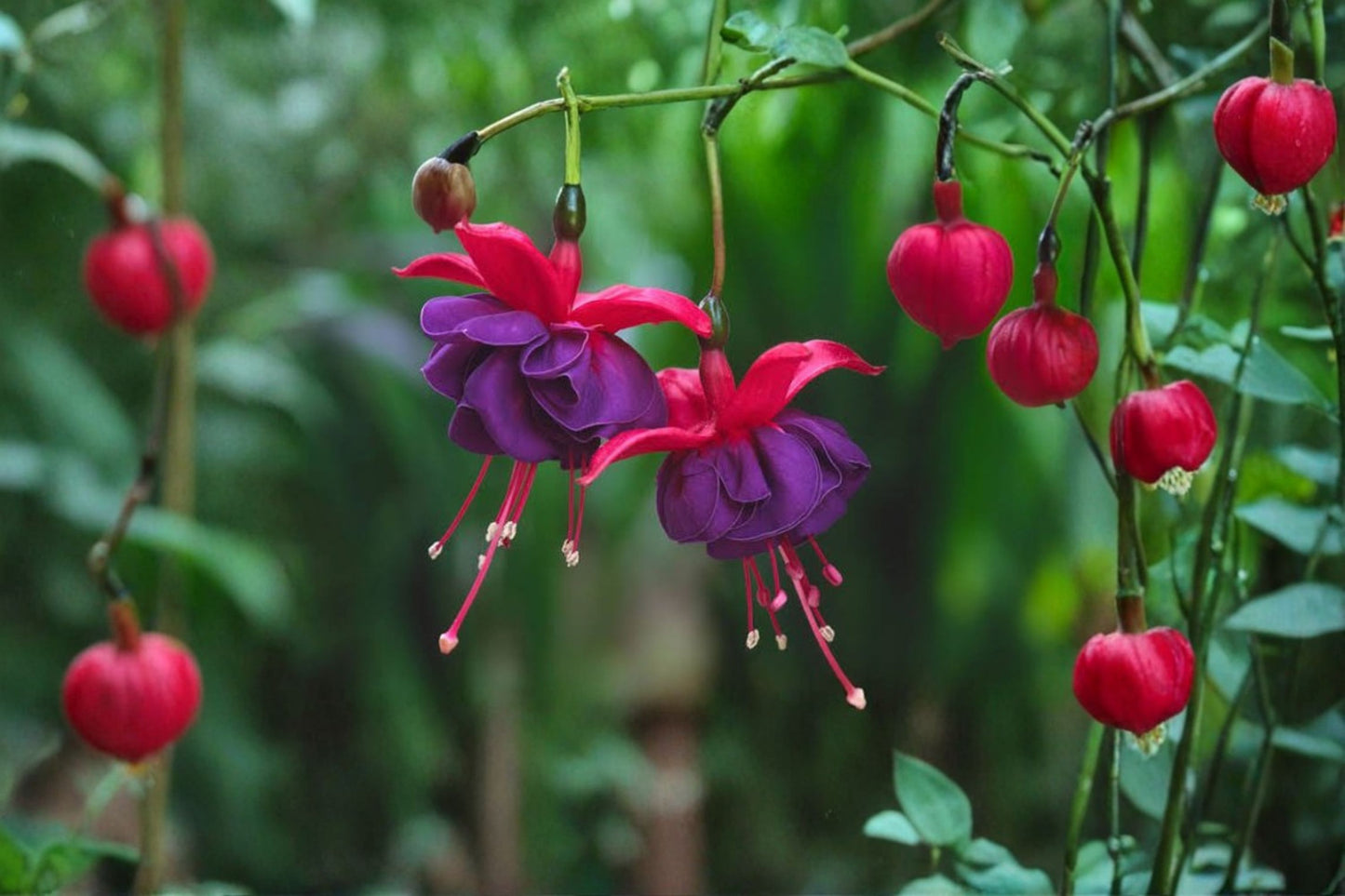 Dark Eyes Fuchsia Live Plant | Fuchsia 'Dark Eyes' | Double Purple Red Blooms Hanging Basket Plant