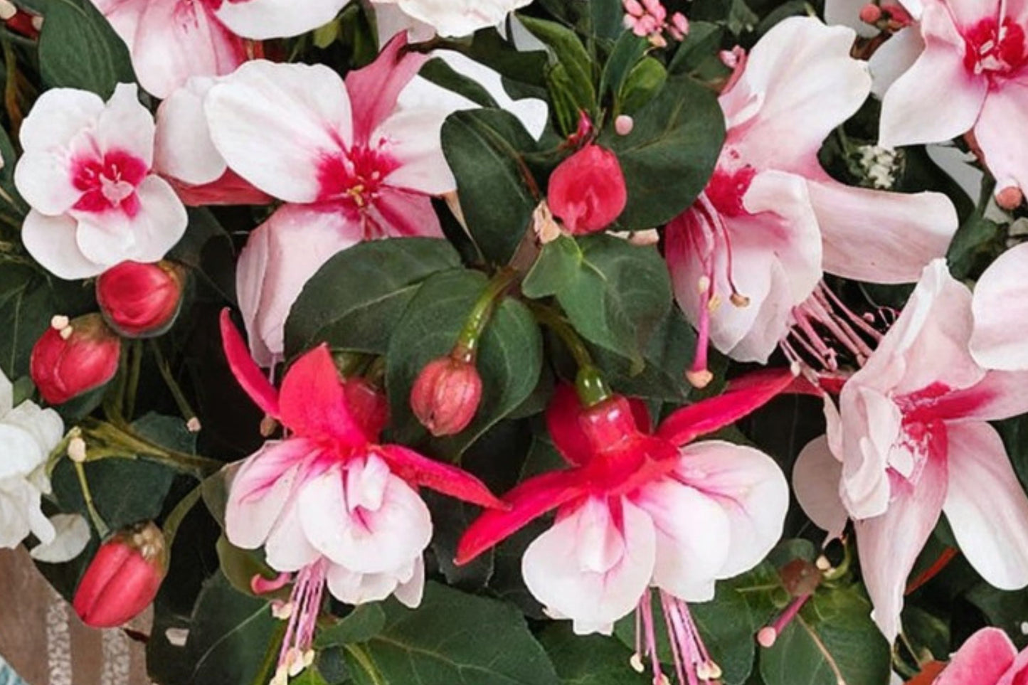 Ballerina Arabesque Fuchsia Live Plant | Fuchsia 'Ballerina Arabesque' | Pink Purple Double Blooms Hanging Basket