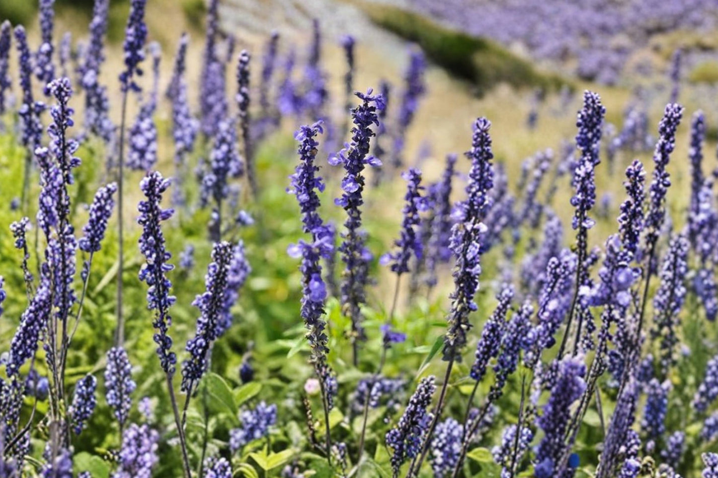 Sallyfun Blue Mealycup Sage Live Plant | Salvia farinacea 'Sallyfun Blue' | Blue Pollinator Hummingbird Plant