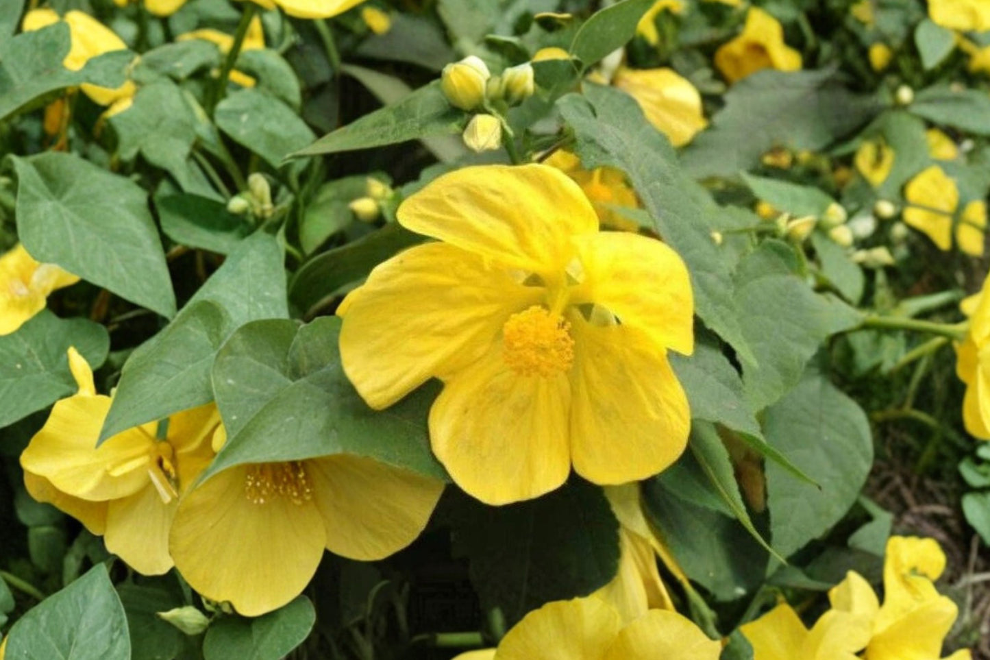 Lucky Lantern Yellow Abutilon Live Plant | Abutilon 'Lucky Lantern Yellow' | Flowering Maple Hummingbird Plant