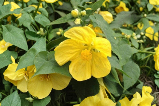Lucky Lantern Yellow Abutilon Live Plant | Abutilon 'Lucky Lantern Yellow' | Flowering Maple Hummingbird Plant