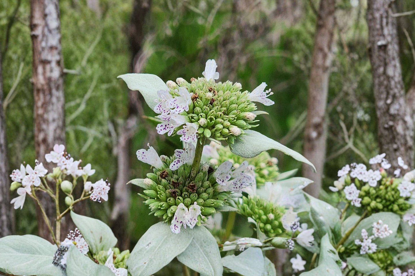 Florida Mountain Mint Live Plant | Pycnanthemum floridanum | Native Pollinator Perennial Fragrant Herb