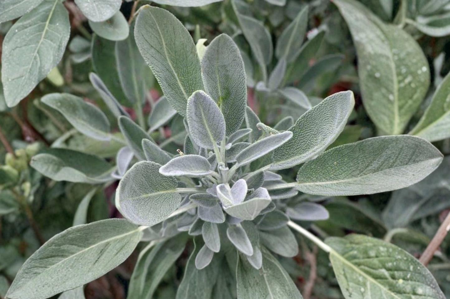 Ovalvet Sage Live Plant | Salvia officinalis 'Ovalvet' | Velvety Culinary Herb Fragrant Evergreen Perennial