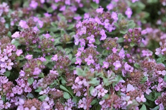 Hall's Woolly Thyme Live Plant | Thymus pseudolanuginosus 'Hall's' | Silver Ground Cover Fragrant Perennial