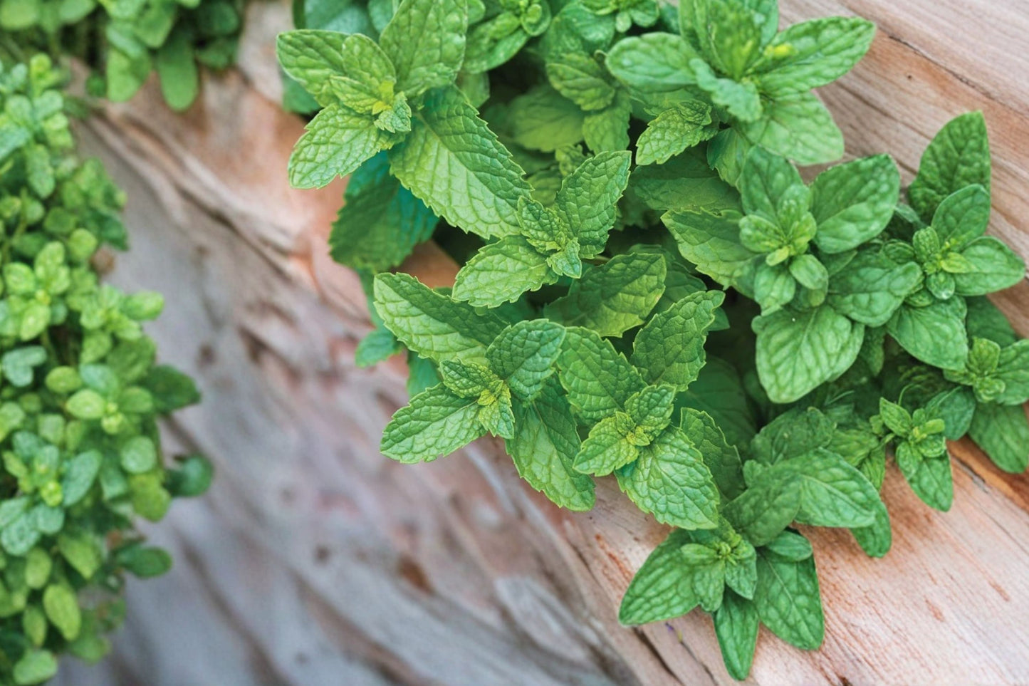 Spearmint Live Plant | Mentha spicata | Fresh Culinary Herb Starter Plant Fragrant Perennial for Tea & Cooking