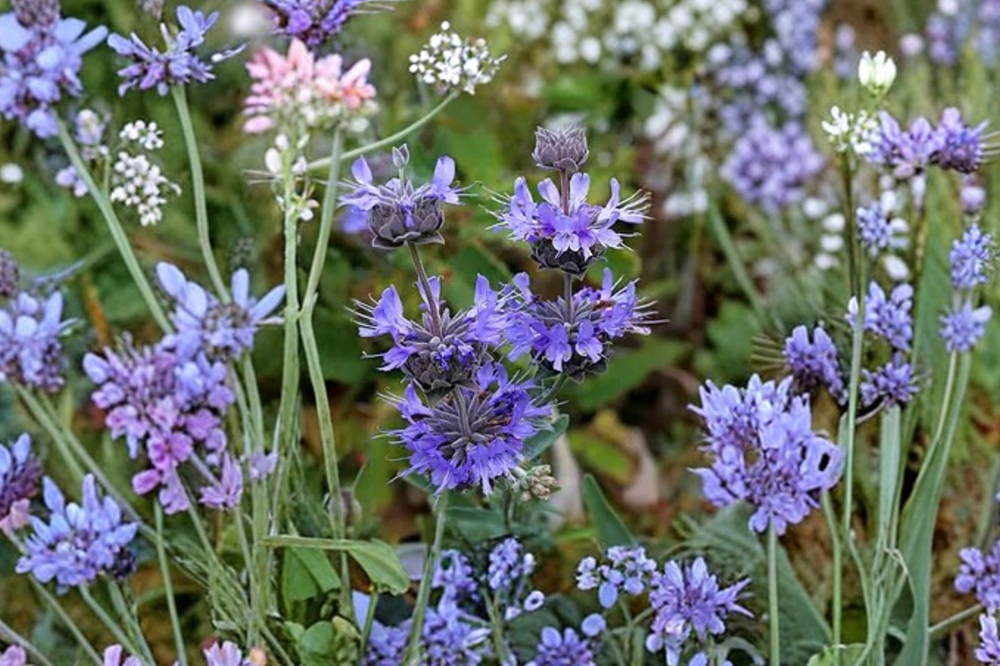 Pozo Blue Salvia Live Plant | Salvia clevelandii 'Pozo Blue' | California Native Pollinator Drought Tolerant
