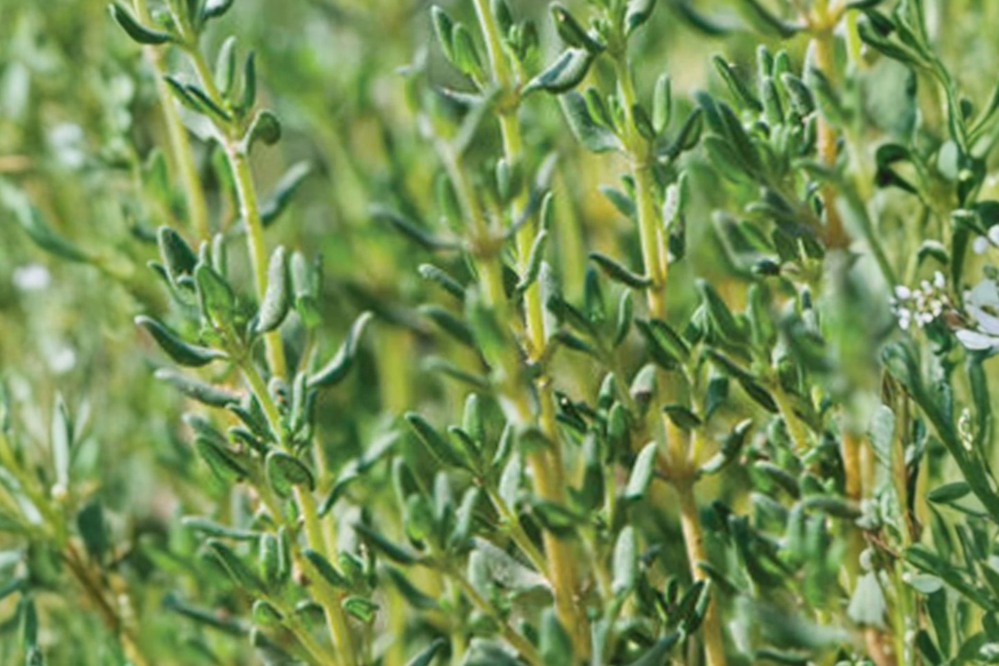 Blueberry Thyme Live Plant | Thymus × dzevanovskyi 'Blueberry' | Fragrant Culinary Herb Ground Cover Perennial