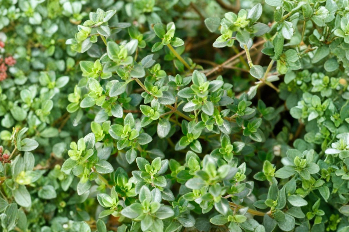 French Thyme Live Plant | Thymus vulgaris | Fragrant Culinary Herb Evergreen Perennial Starter Plant
