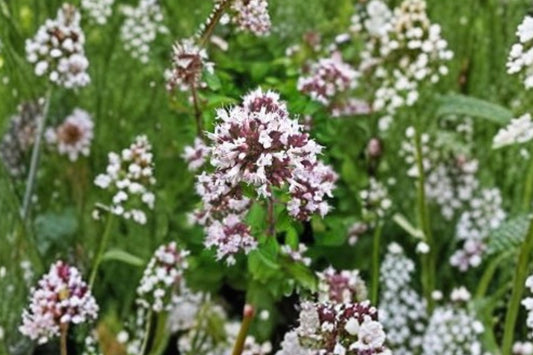 Cretan Pot Marjoram Live Plant | Origanum onites | Fragrant Culinary Oregano Herb Starter Plant