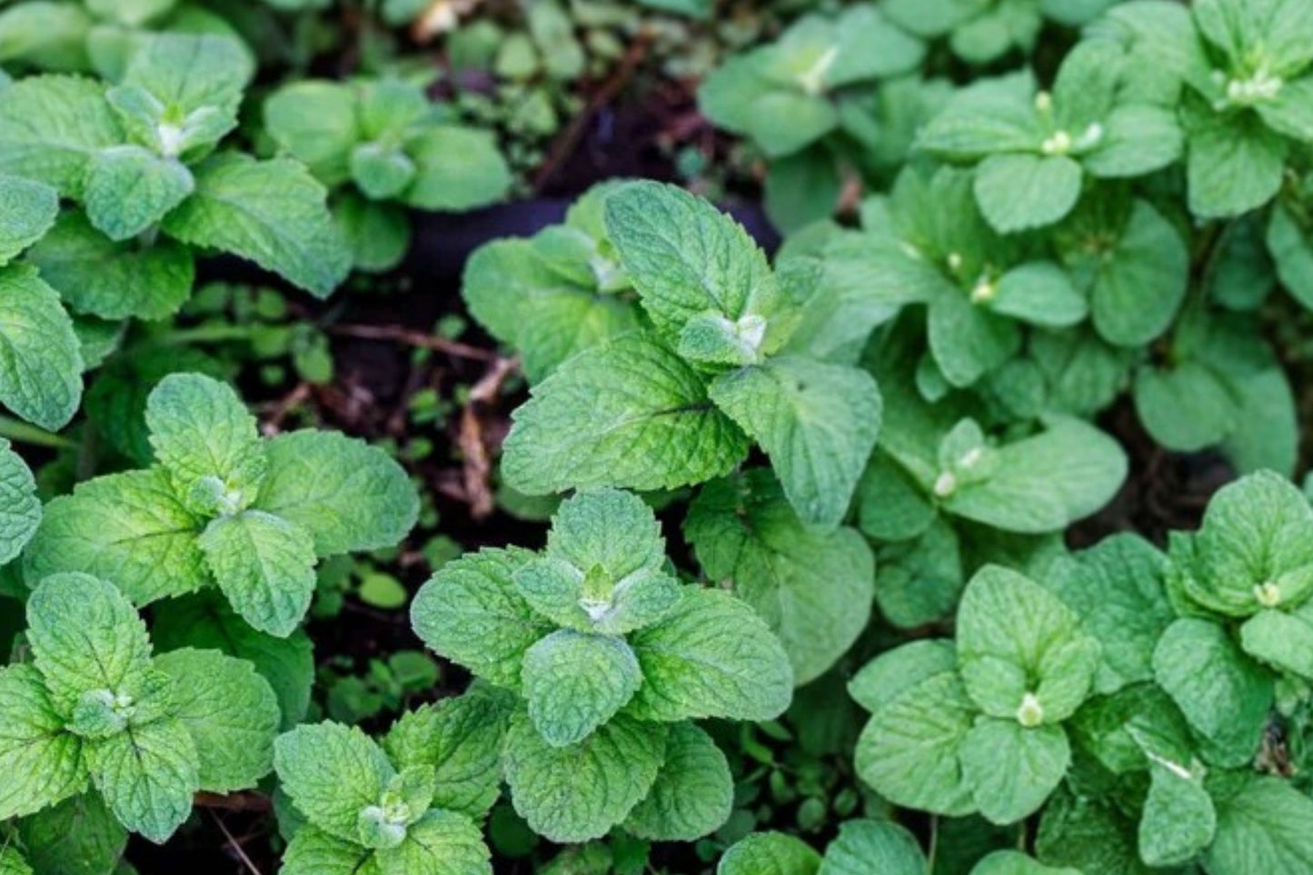 Georgia Apple Mint Live Plant | Mentha rotundifolia | Fragrant Culinary Herb Starter Plant for Tea & Cooking