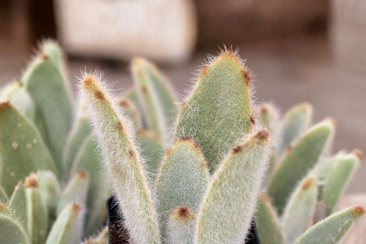 Hairy Harry Kalanchoe Live Plant | Kalanchoe tomentosa 'Hairy Harry' | Fuzzy Succulent Houseplant