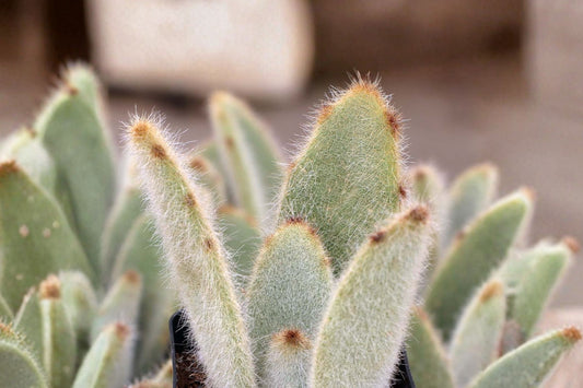 Hairy Harry Kalanchoe Live Plant | Kalanchoe tomentosa 'Hairy Harry' | Fuzzy Succulent Houseplant