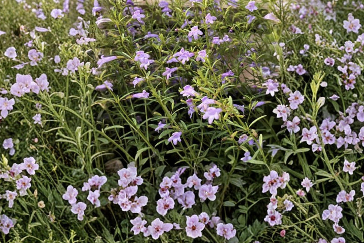 Arkansas Calamint Live Plant | Clinopodium arkansanum | Native Pollinator Perennial Fragrant Herb