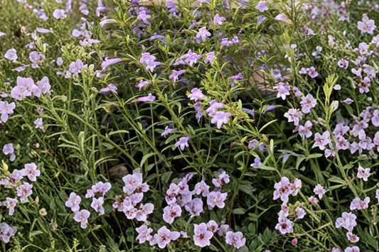 Arkansas Calamint Live Plant | Clinopodium arkansanum | Native Pollinator Perennial Fragrant Herb