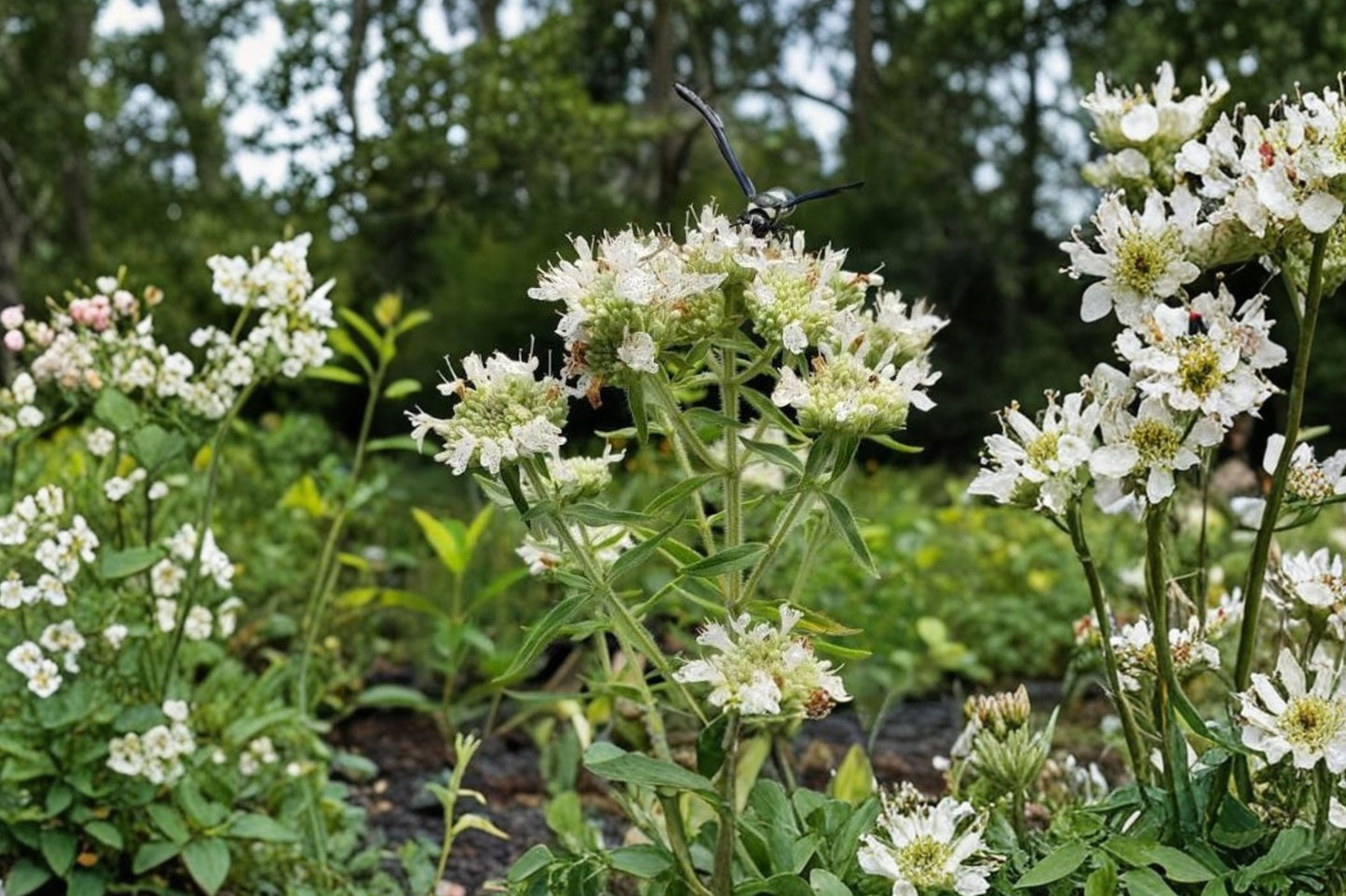 Whorled Mountain Mint Live Plant | Pycnanthemum verticillatum var. verticillatum | Native Pollinator Perennial Herb