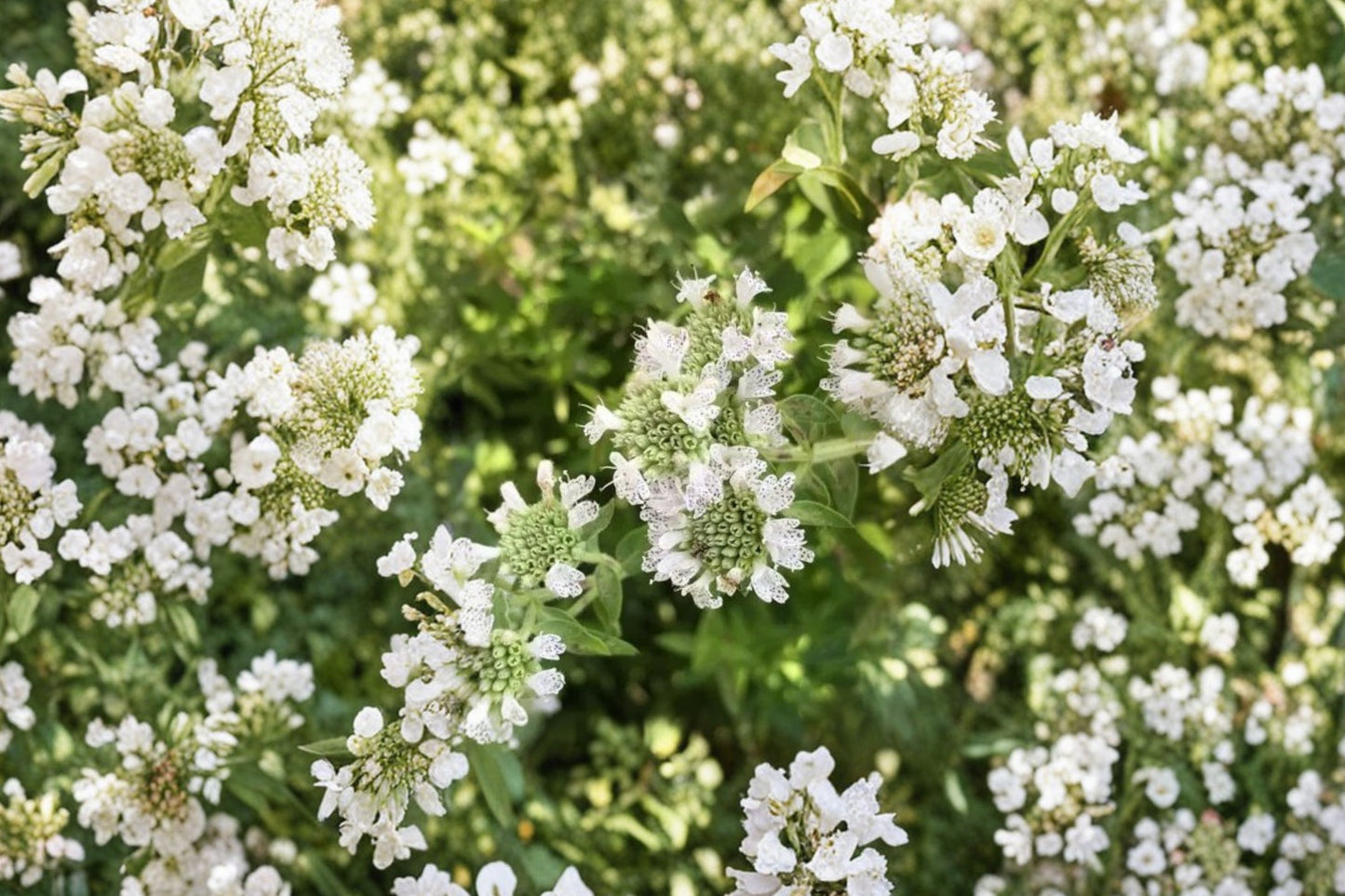 Hairy Mountain Mint Live Plant | Pycnanthemum verticillatum var. pilosum | Native Pollinator Perennial Herb