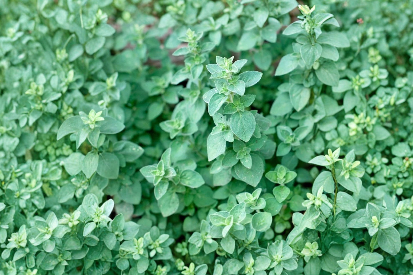 Kaliteri Oregano Live Plant | Origanum 'Kaliteri' | Spicy Gourmet Culinary Herb Perennial Starter Plant