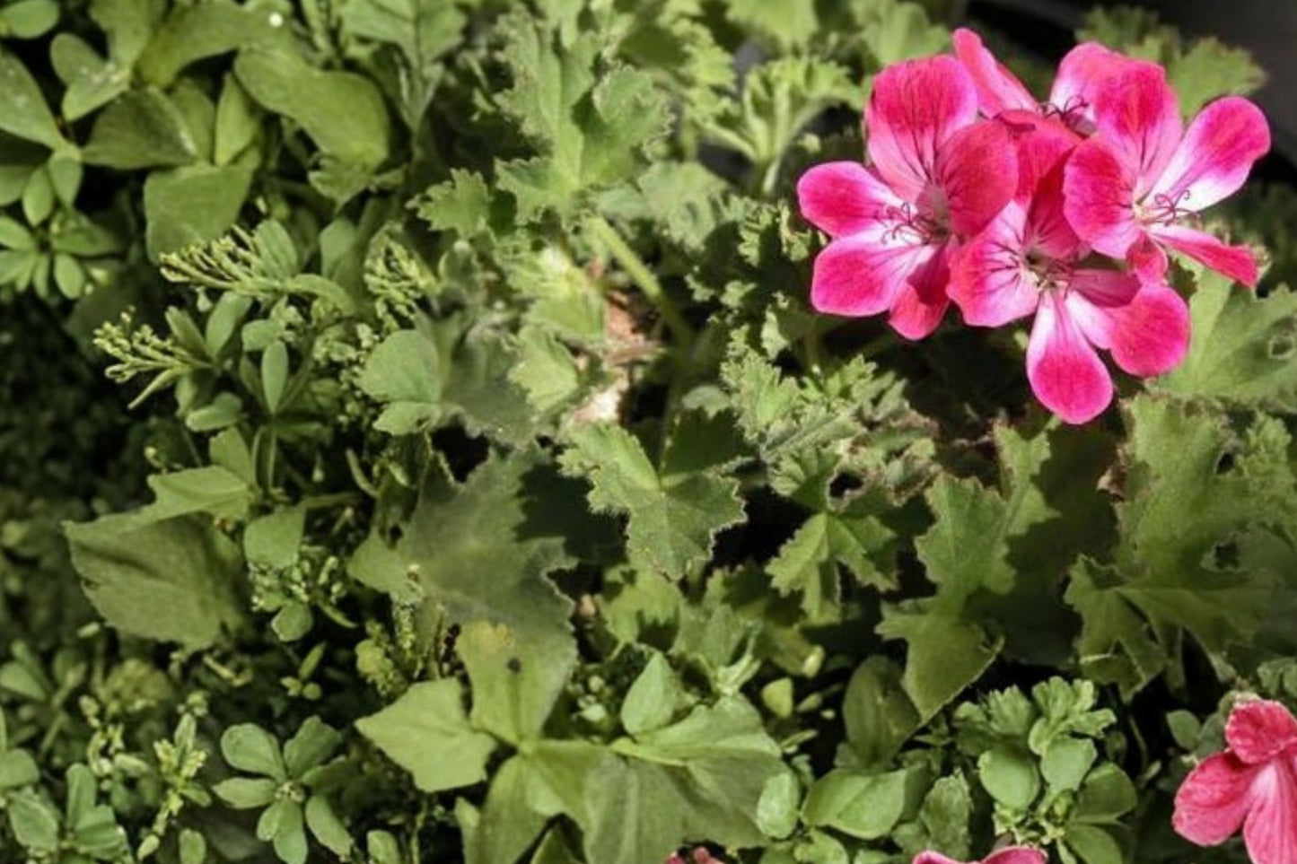 Mrs. Kingsley Scented Geranium Live Plant | Pelargonium 'Mrs. Kingsley' | Fragrant Heirloom Herb Starter Plant