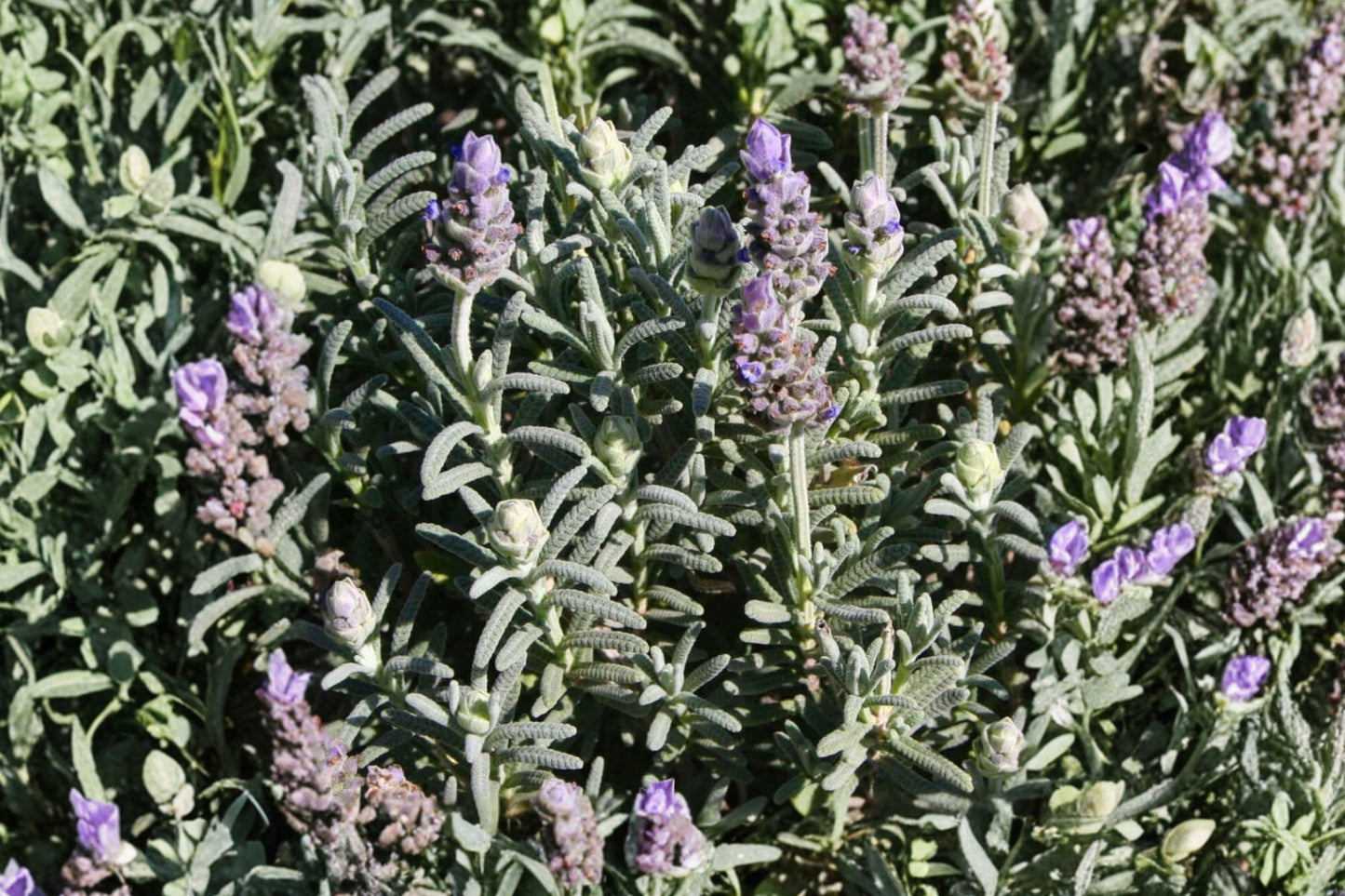Grey French Lavender Live Plant | Lavandula dentata var. candicans | Fragrant Silver Foliage Pollinator Herb
