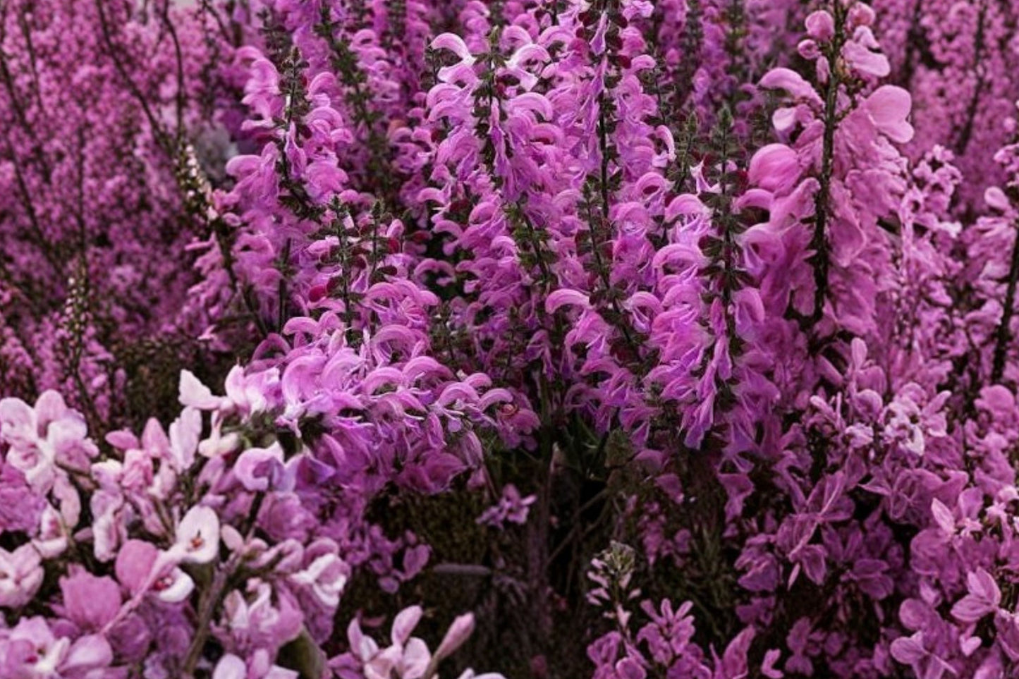 Fashionista® Moulin Rouge Salvia Live Plant | Salvia 'Fashionista Moulin Rouge' | Pink Pollinator Perennial