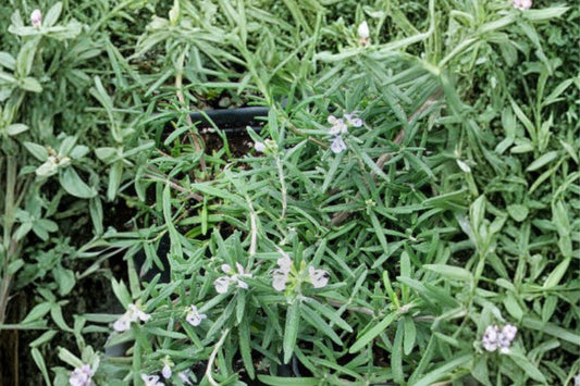 Mrs. Howard's Creeping Rosemary Live Plant | Salvia rosmarinus 'Mrs. Howard's Creeping' | Trailing Culinary Herb
