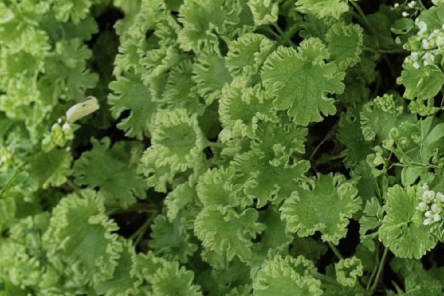 Grobbebol Motherwort Live Plant | Leonurus cardiaca 'Grobbebol' | Medicinal Herb Pollinator Perennial Starter Plant