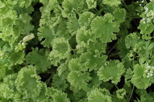 Grobbebol Motherwort Live Plant | Leonurus cardiaca 'Grobbebol' | Medicinal Herb Pollinator Perennial Starter Plant