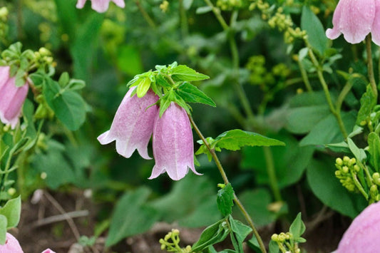 White Pink Spotted Bellflower Live Plant | Campanula punctata | Pollinator Perennial Bellflower Starter Plant