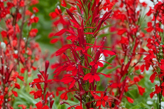 Cardinal Flower Live Plant | Lobelia cardinalis | Native Red Hummingbird Pollinator Perennial