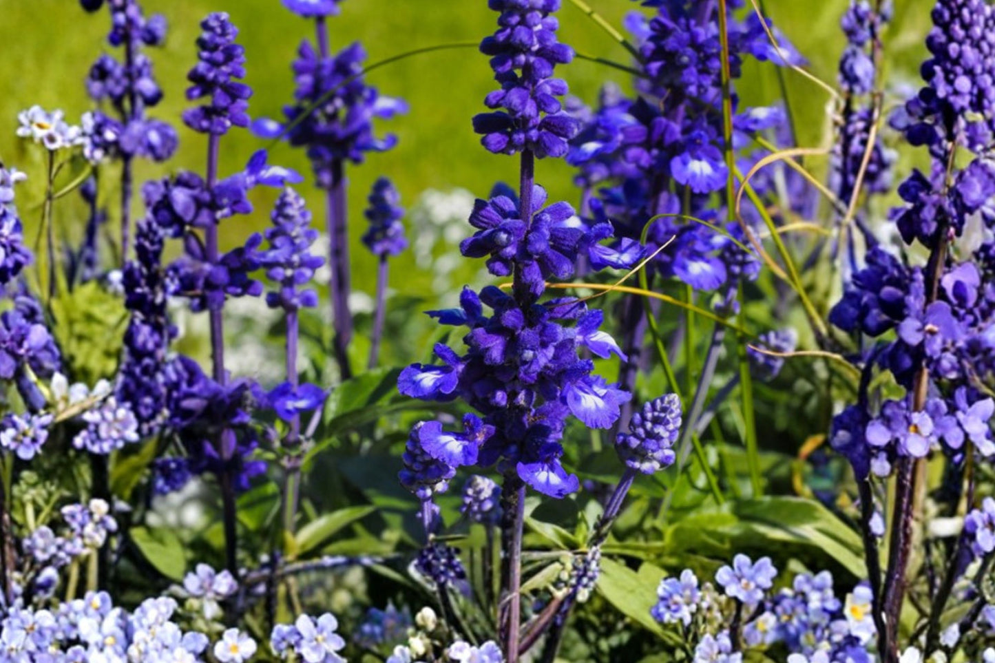 Victoria Blue Mealycup Sage Live Plant | Salvia farinacea 'Victoria Blue' | Blue Pollinator Hummingbird Perennial