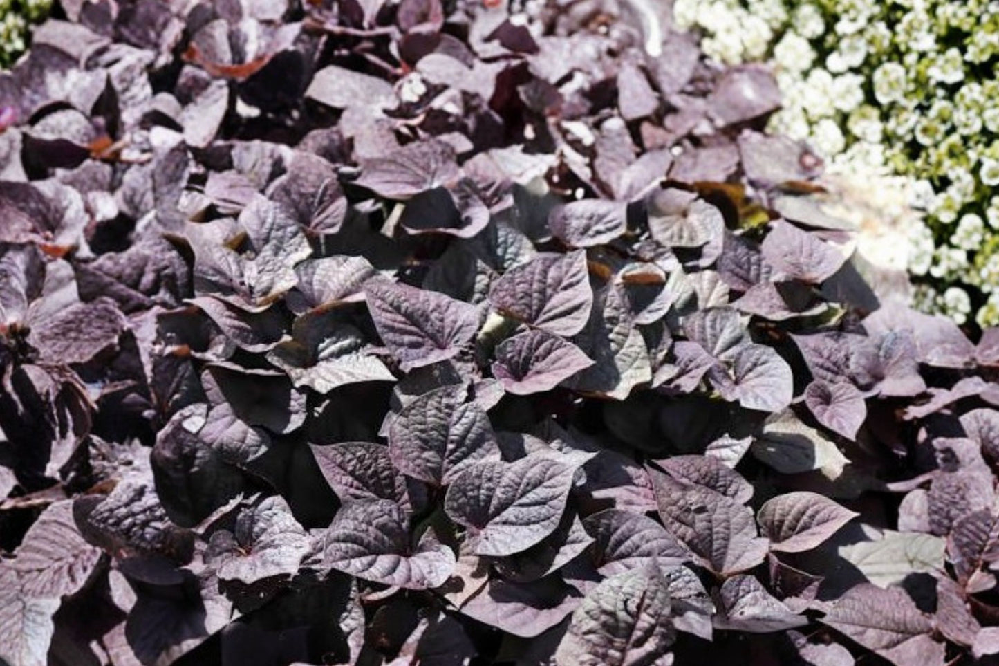 FloraMia® Nero Sweet Potato Vine Live Plant | Ipomoea batatas 'FloraMia Nero' | Black Ornamental Trailing Vine