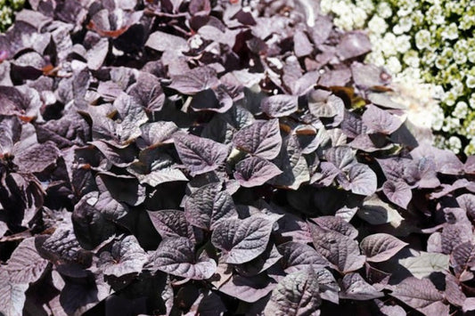FloraMia® Nero Sweet Potato Vine Live Plant | Ipomoea batatas 'FloraMia Nero' | Black Ornamental Trailing Vine