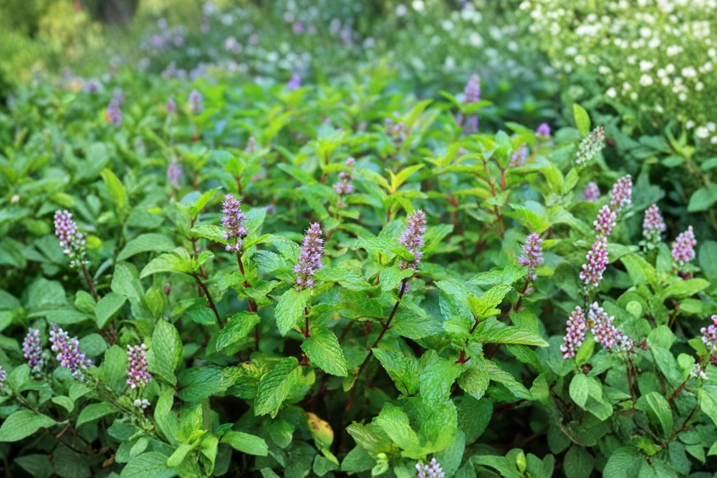 Sweet Mint Live Plant | Mentha | Fragrant Culinary Herb Starter Plant for Tea, Cocktails & Cooking