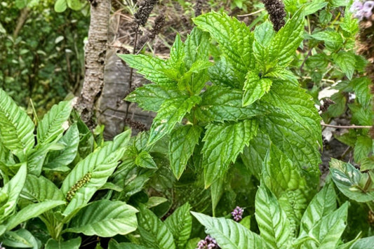 English Mint Live Plant | Mentha | Fragrant Culinary Herb Starter Plant for Tea, Cooking & Cocktails