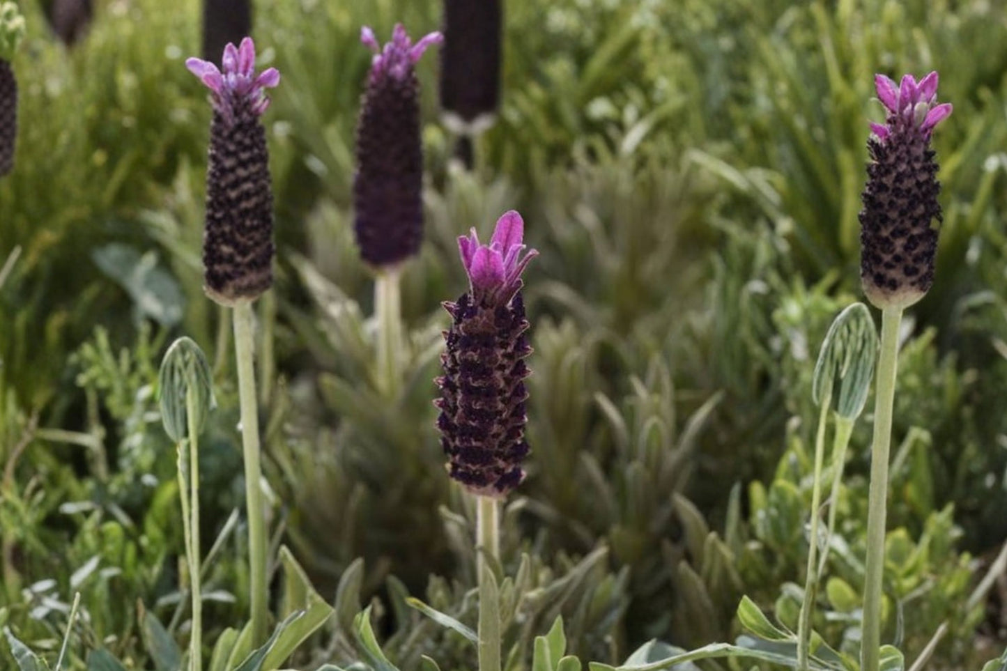 Anouk Doublescape French Lavender Live Plant | Lavandula stoechas | Double Purple Blooms Fragrant Pollinator Herb