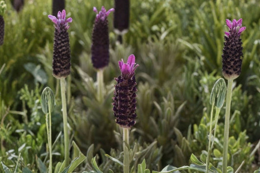 Anouk Doublescape French Lavender Live Plant | Lavandula stoechas | Double Purple Blooms Fragrant Pollinator Herb