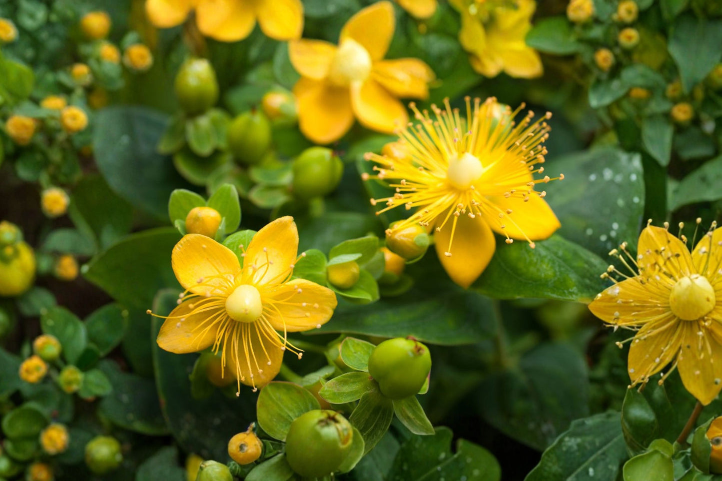 Lemon St. John's Wort Live Plant | Hypericum hircinum | Fragrant Yellow Flowering Shrub Pollinator Perennial