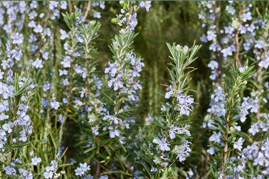 Irene Rosemary Live Plant | Salvia rosmarinus 'Irene' | Trailing Culinary Herb Evergreen Starter Plant