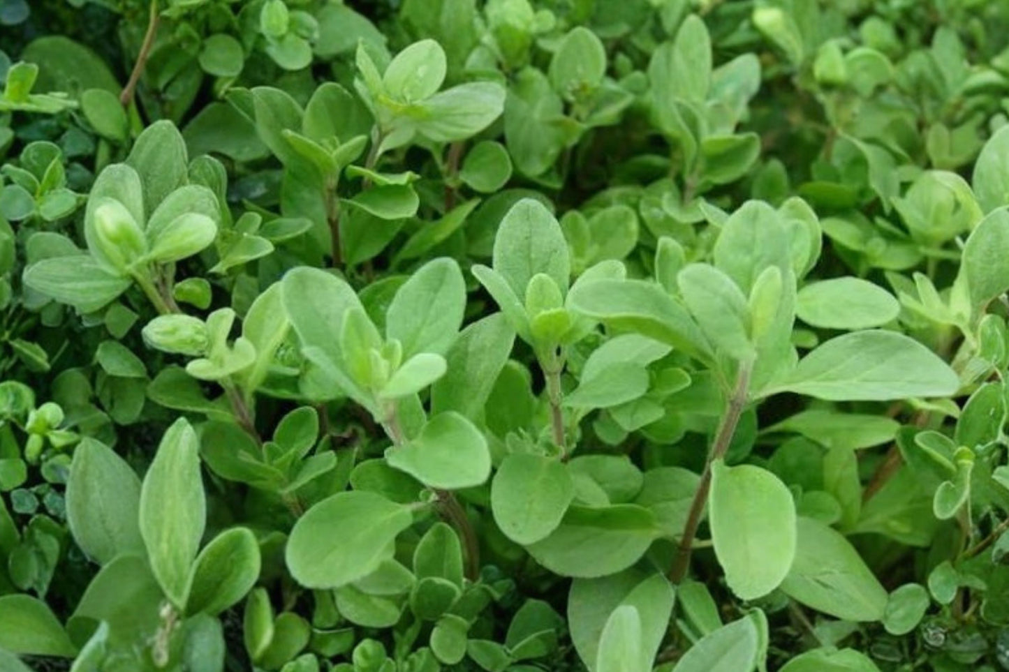 Sicilian Oregano Live Plant | Origanum × majoricum | Fragrant Culinary Herb Perennial Starter Plant